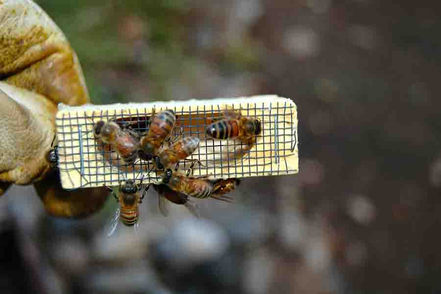 abeja reina artificial