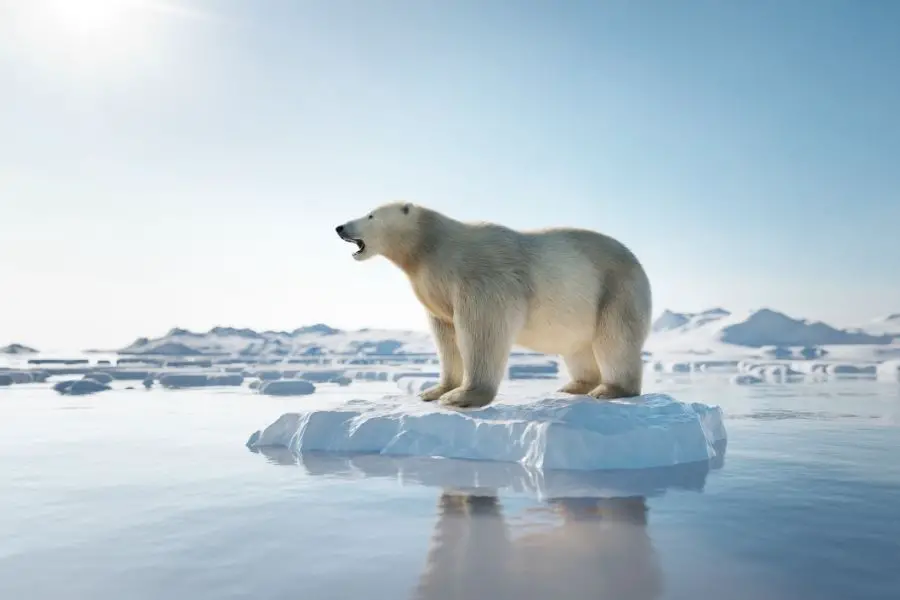 Oso polar en témpano de hielo