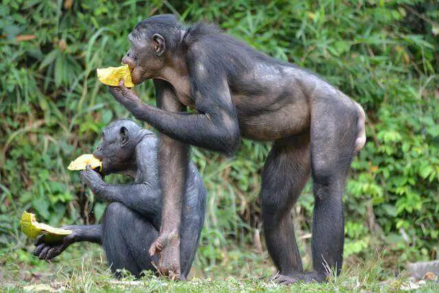 dos bonobos comiendo comida amarilla