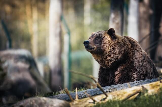 foto de primer plano de un oso grizzly marrón