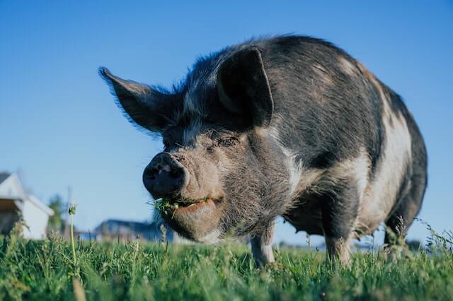 cerdo negro comiendo hierba