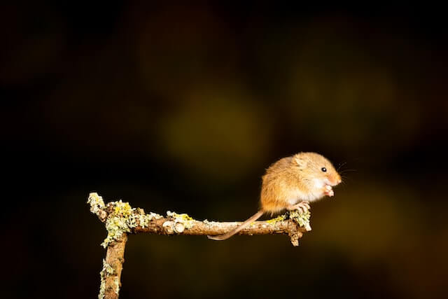 pequeño ratón parado en una rama delgada