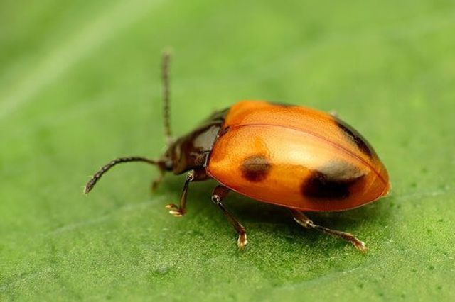 hermoso escarabajo del hongo en la hoja verde