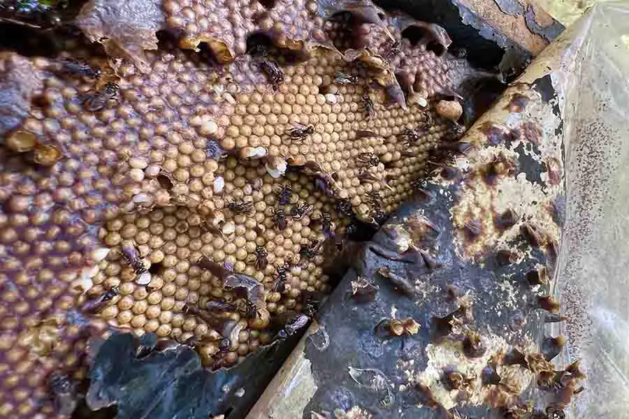 colmena de abejas buitre