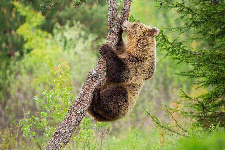 oso trepando a un árbol para comer