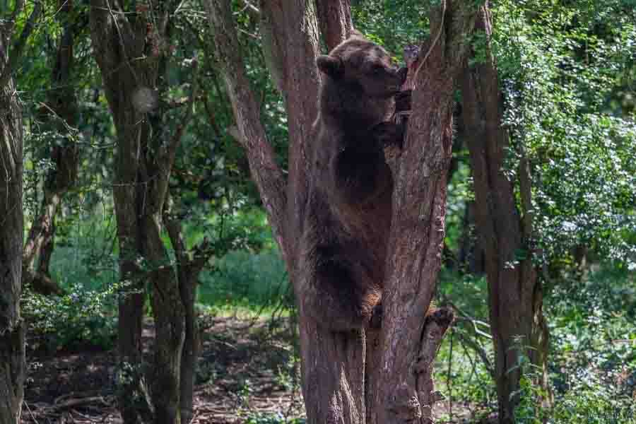 gran oso pardo trepando un árbol