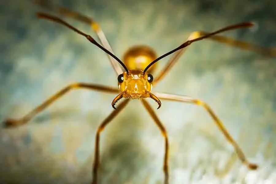 antenas de hormiga