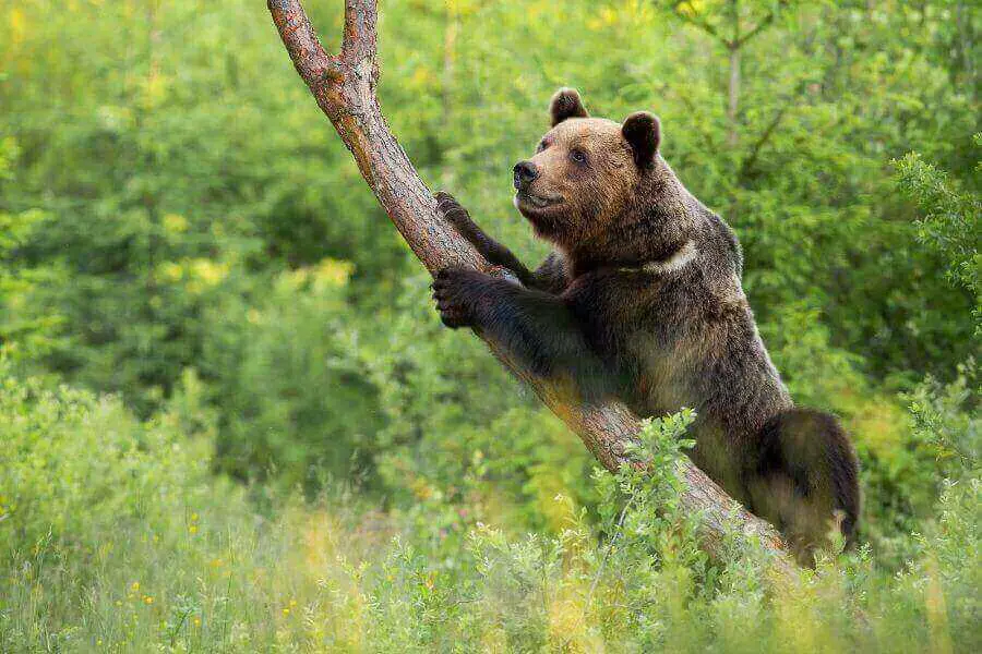 oso trepando arbol