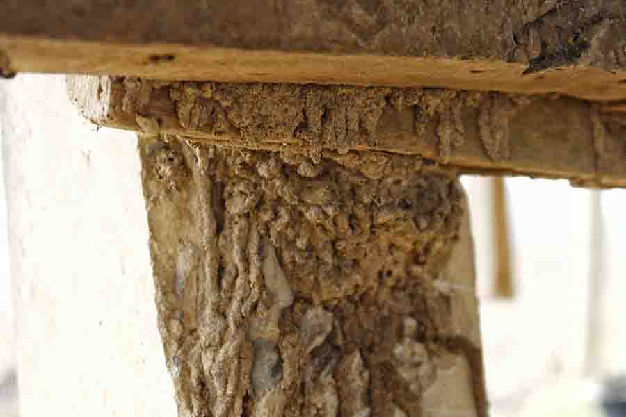 infestación de termitas