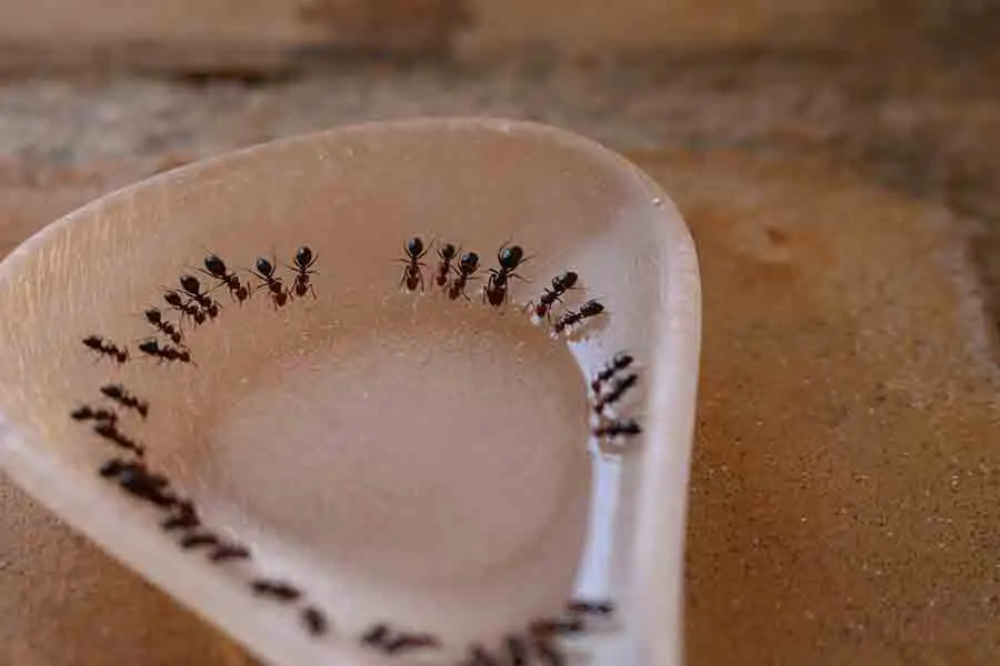hormiga comiendo en una cuchara