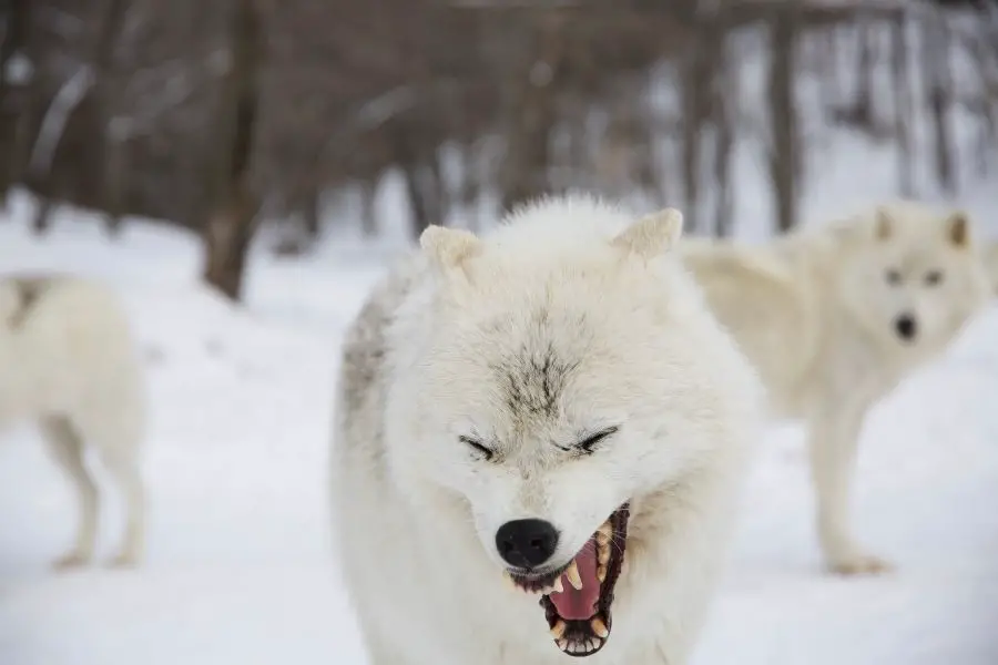 manada de lobo ártico