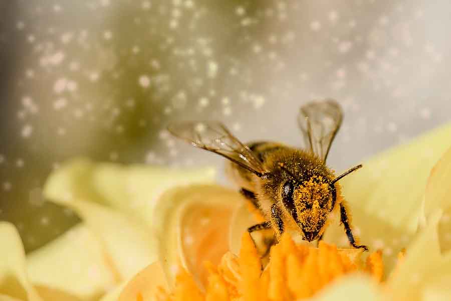 abeja melífera llena de polen en el cuerpo