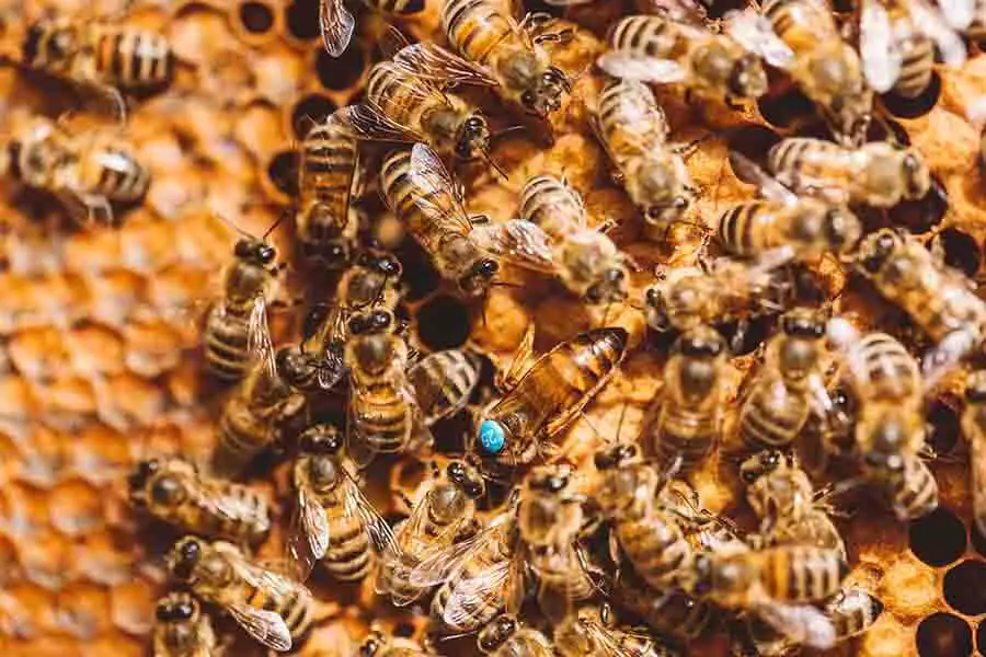 enjambre de abejas obreras alrededor de la abeja reina