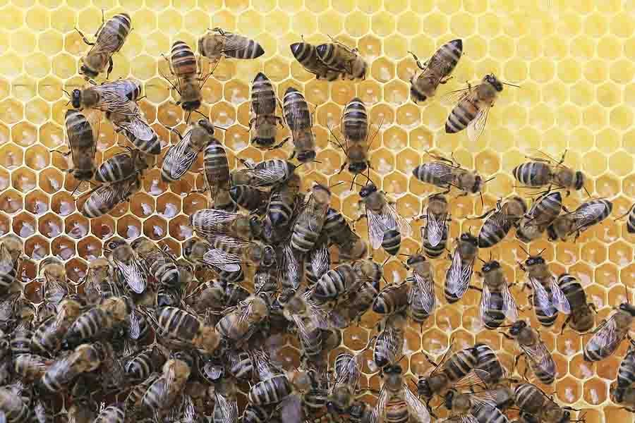 trabajadores de abejas trabajando en colmena