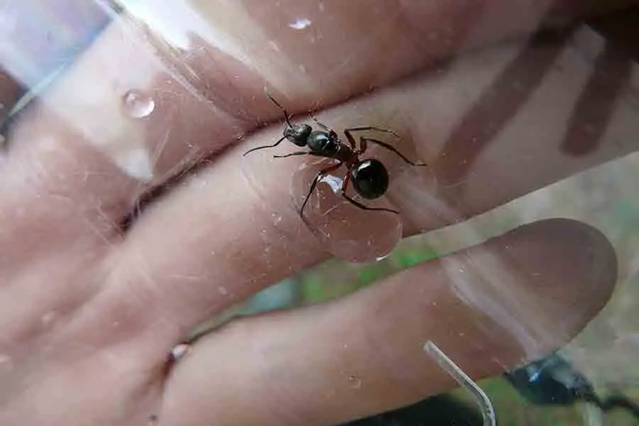 hormiga reina capturada