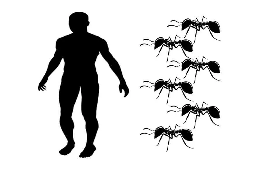 Peso de las hormigas en comparación con una persona.