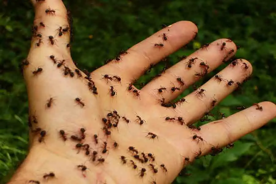 Hormigas-gasters-y-stingers