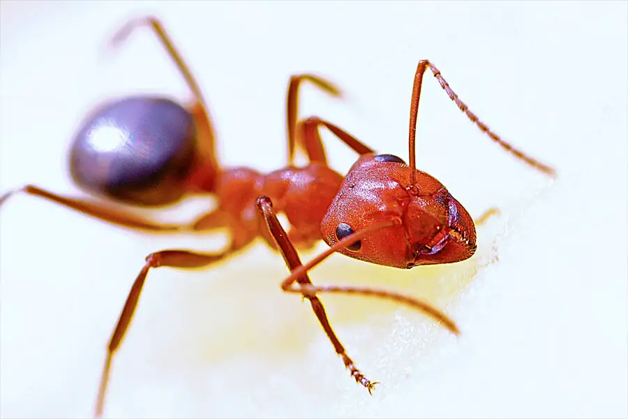 fuerza de las hormigas