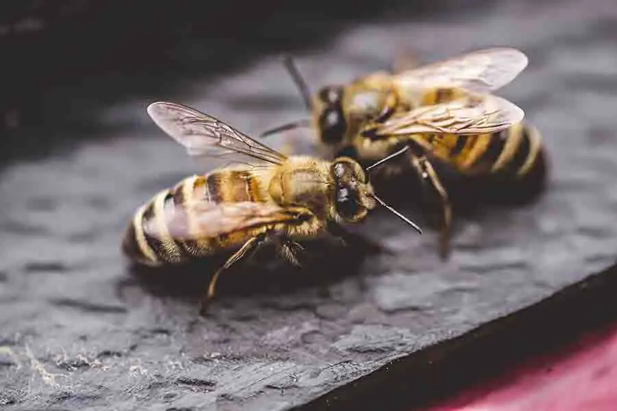 dos-abejas-en-oposición