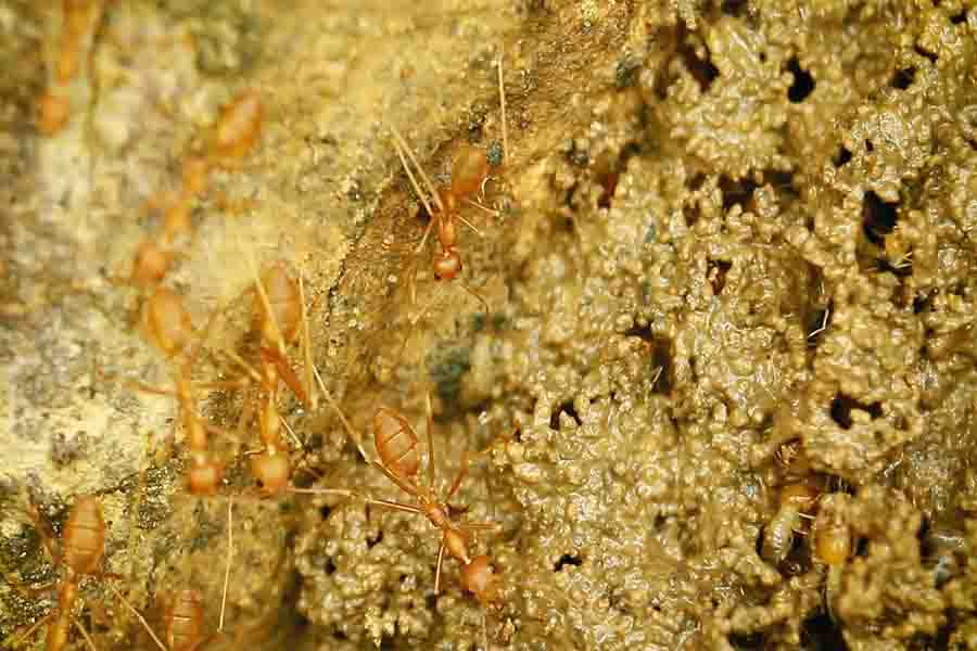 hormigas rojas contra las termitas
