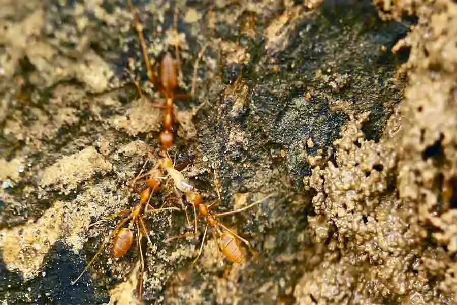 hormigas comiendo termitas