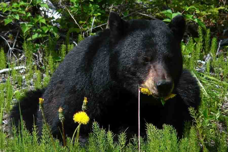 oso negro comiendo plantas