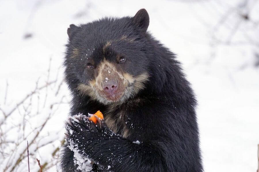 oso de anteojos comiendo