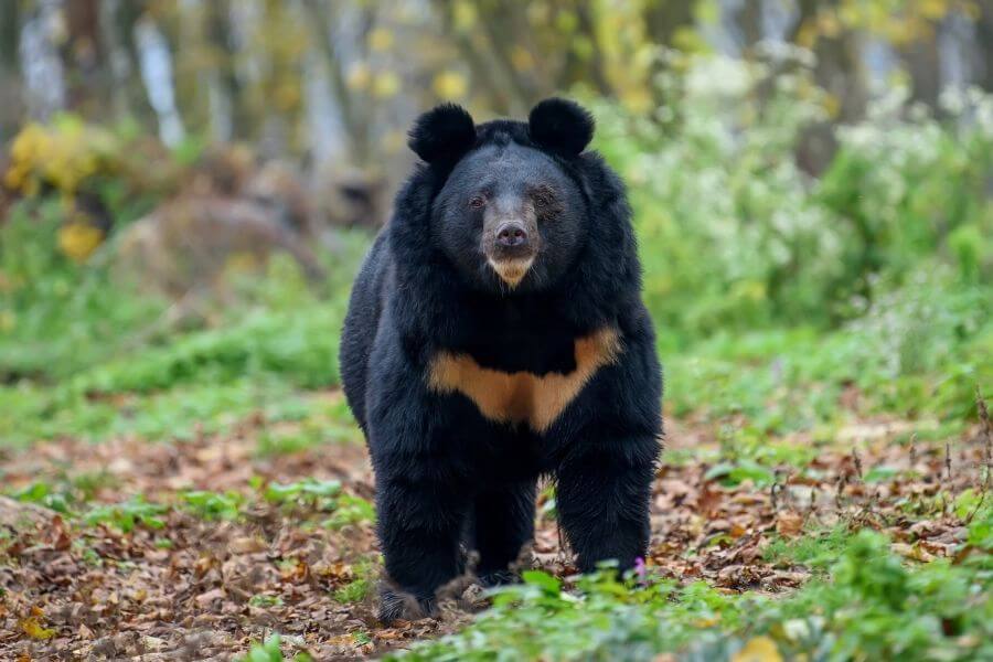 oso negro en asia