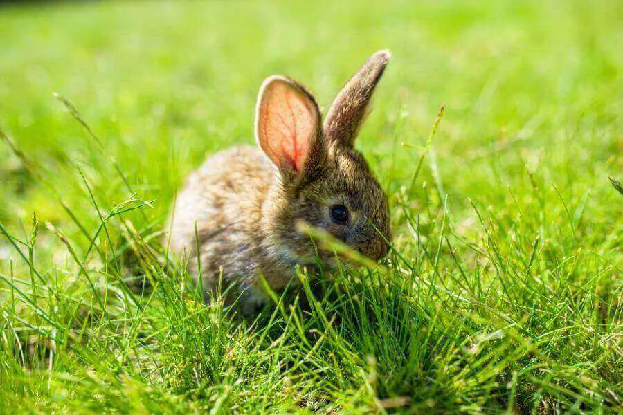conejo joven en la hierba