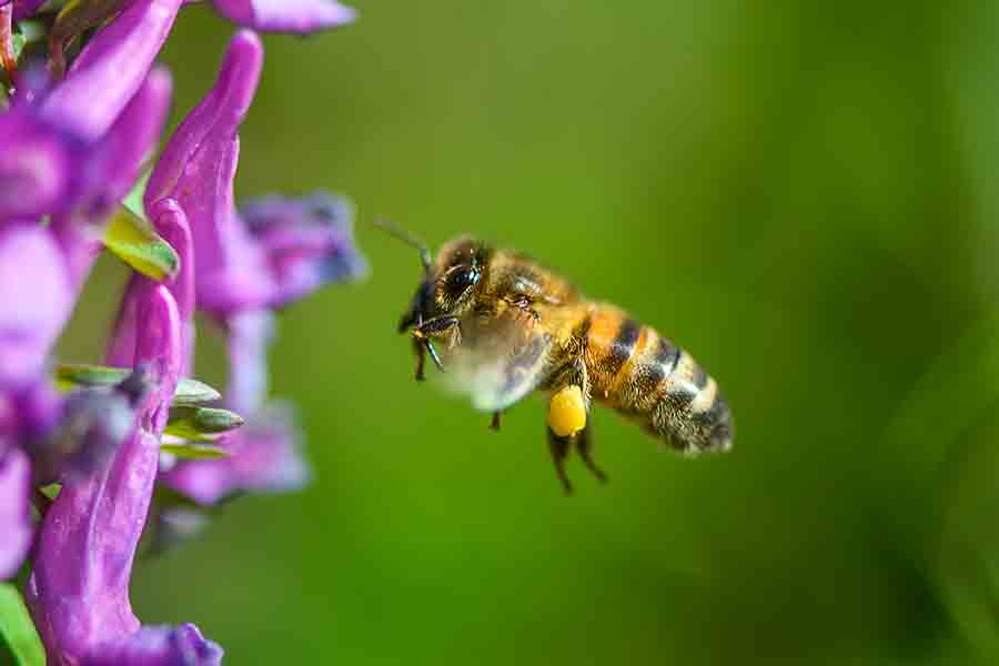 abeja volando sola en una flor