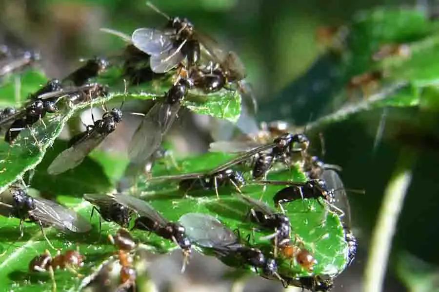 hormigas macho