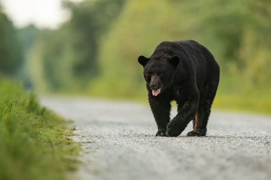 oso negro caminando por la carretera