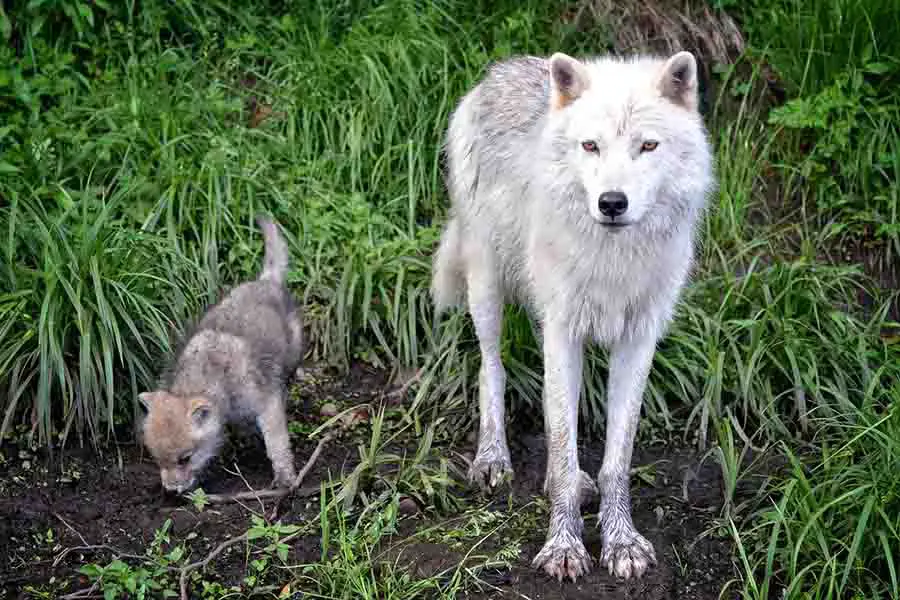 Qué animales comen lobos? (7 lobos depredadores) - Farmacia Cinca