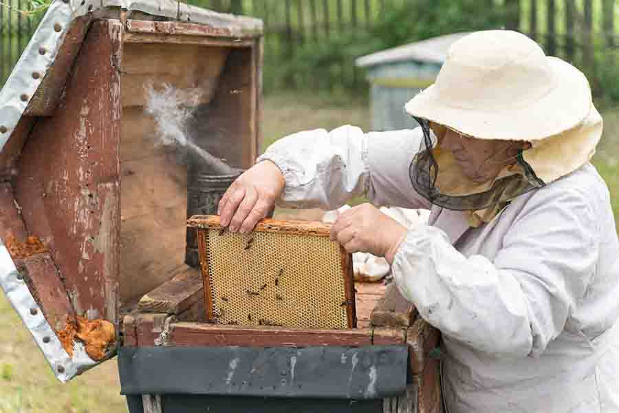 apicultor cosechando miel usando humo de abeja