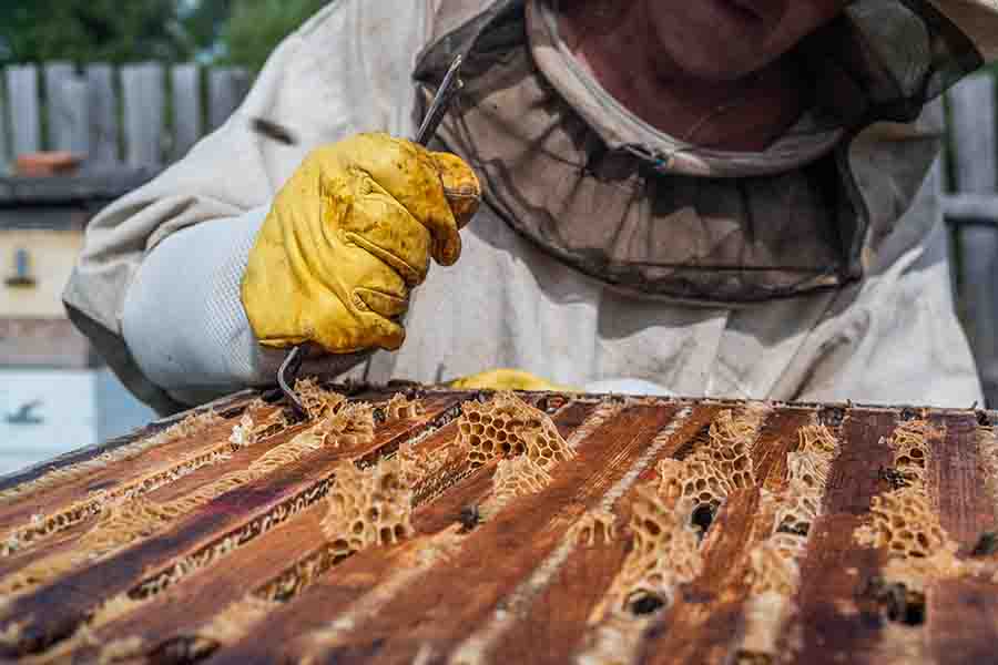 equipo de protección para apicultor