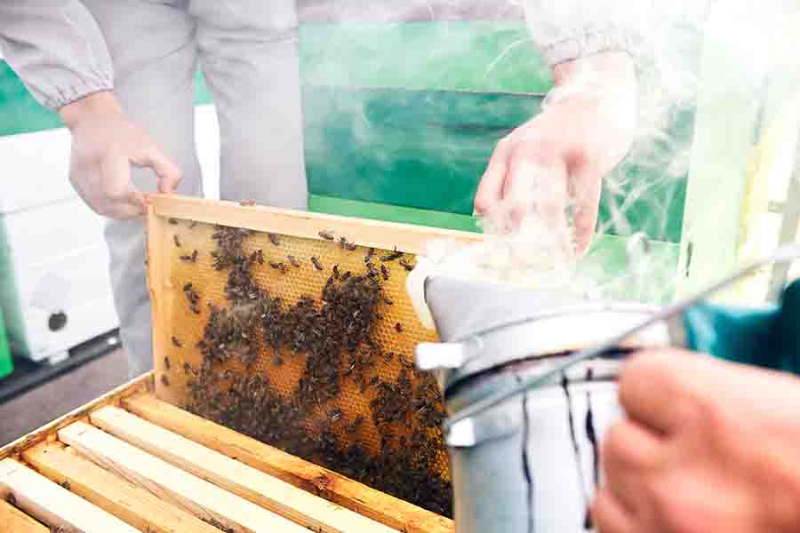 Colmena de fumadores de apicultores