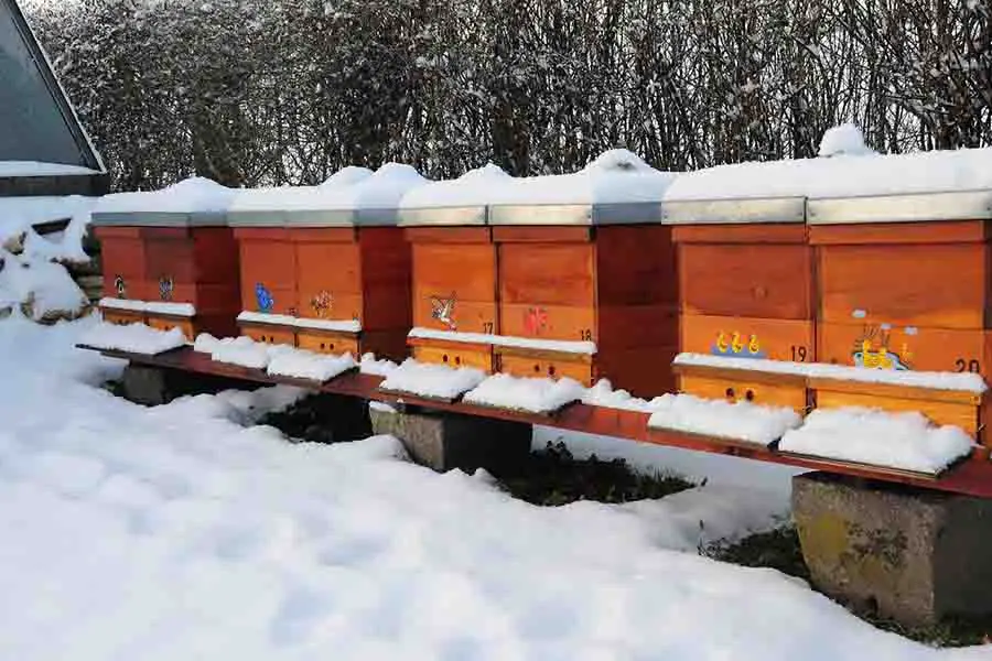 colmenar de abejas en invierno