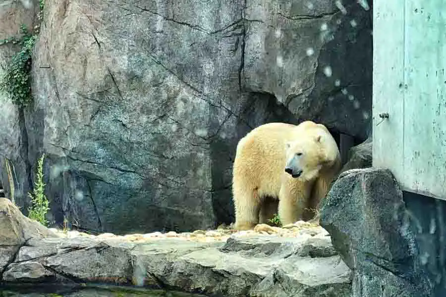 Oso polar en el zoológico