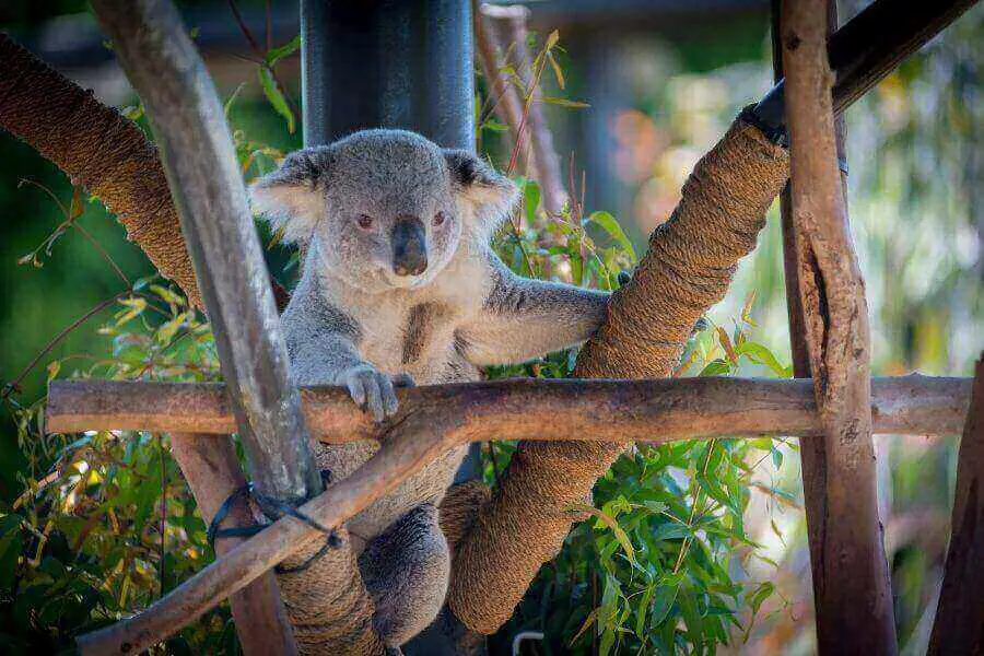 Oso koala en el zoológico