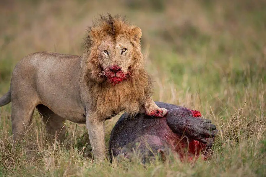 león comiendo carne