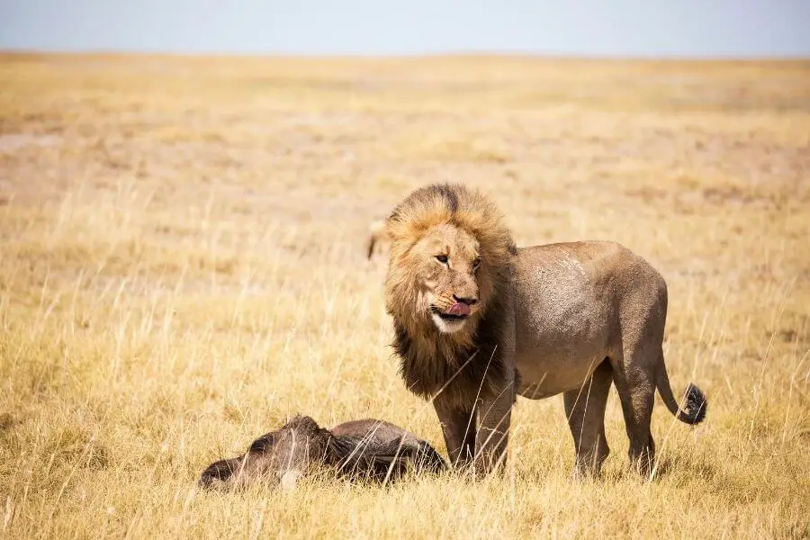 león macho y ñu muerto