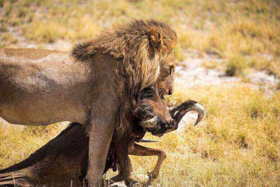 león macho cazando