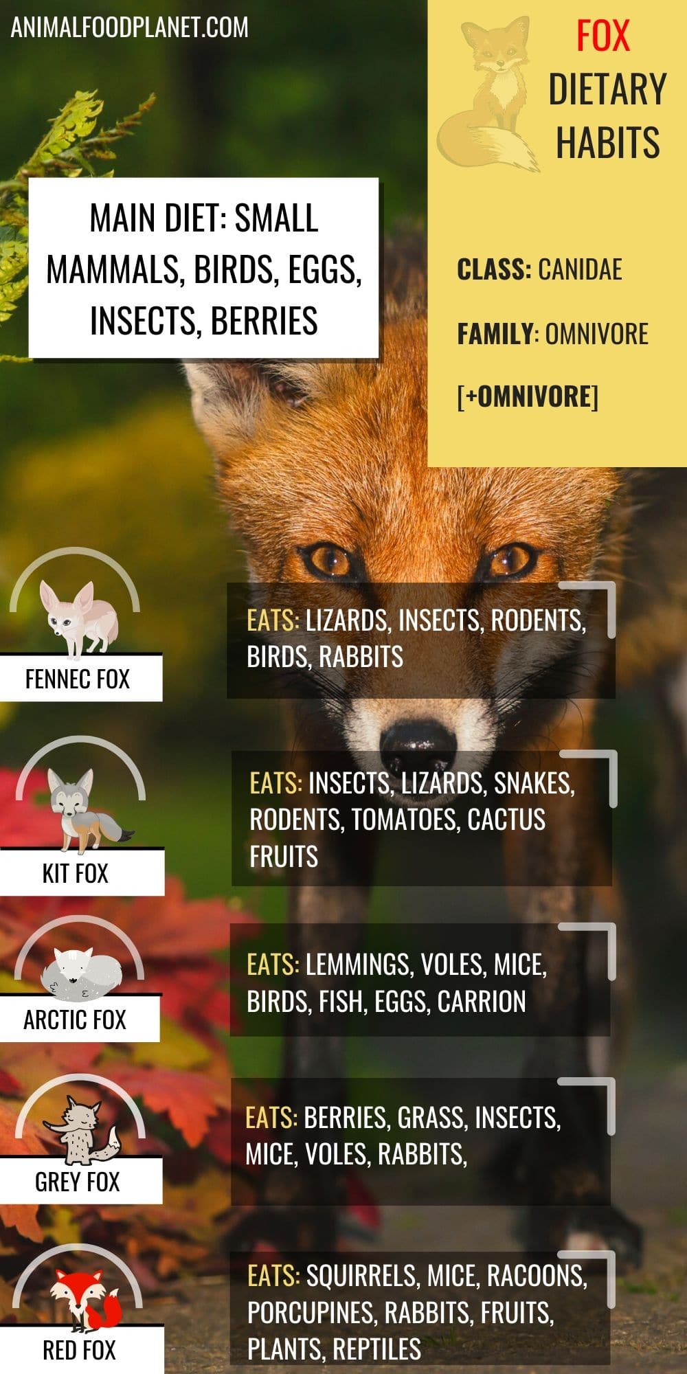 ¿Qué comen los zorros? 