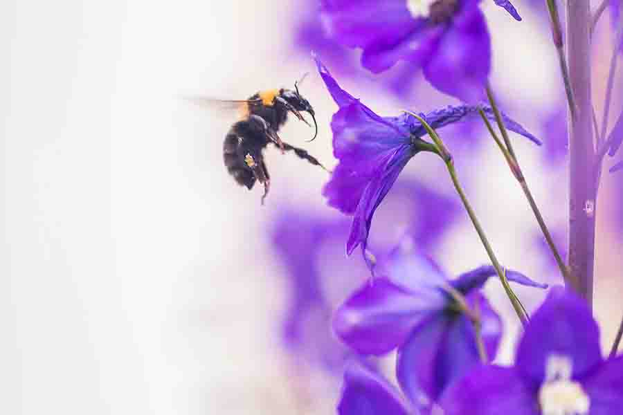 Una foto macro de un abejorro