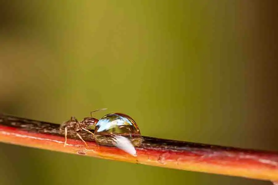 hormigas con comida liquida