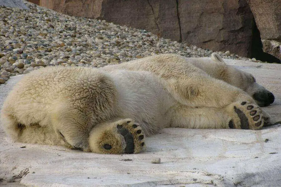 oso polar durmiendo