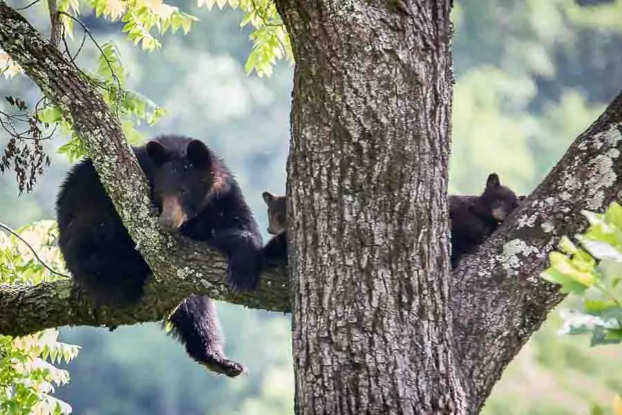 Familia de osos negros durmiendo en un árbol