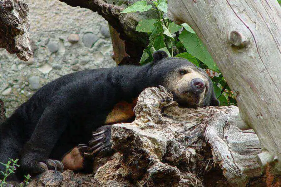 oso del sol durmiendo en un árbol