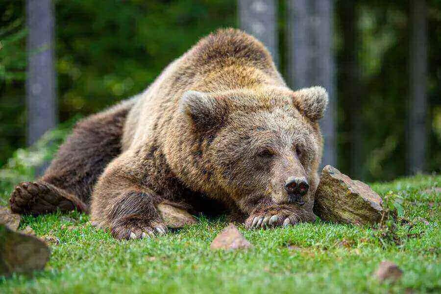oso grizzly durmiendo en la hierba