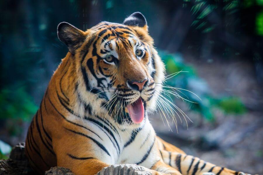 apariencia de tigre